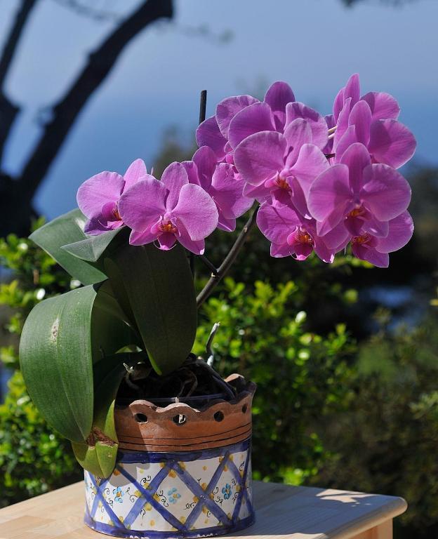 Le Ginestre Di Capri Bb & Holiday House อนากาปรี ห้อง รูปภาพ
