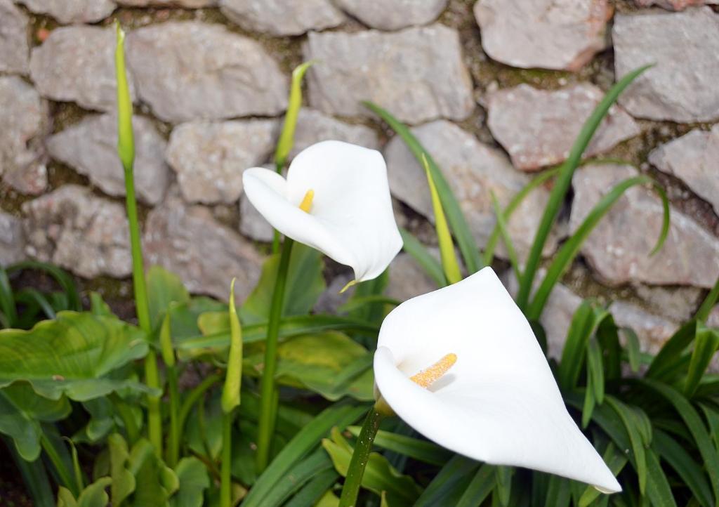Le Ginestre Di Capri Bb & Holiday House อนากาปรี ห้อง รูปภาพ