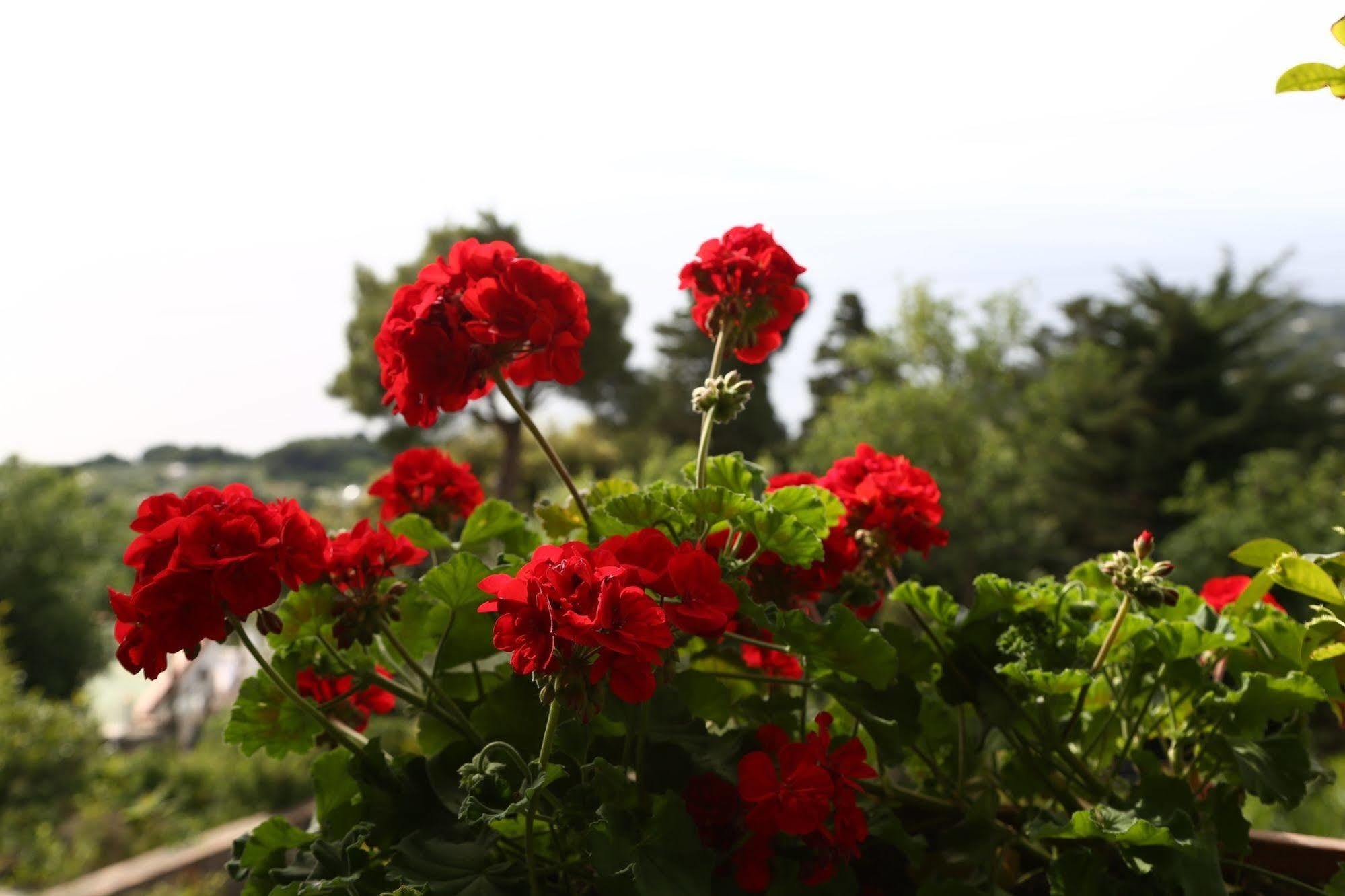 Le Ginestre Di Capri Bb & Holiday House อนากาปรี ภายนอก รูปภาพ